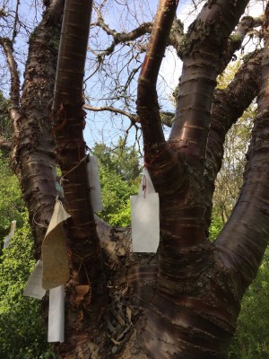 Message Tree Real Tree Green Gulch messages tree – Mediation Studio